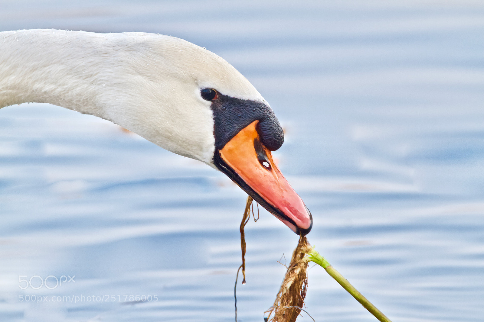 Canon EOS 7D sample photo. Beauty swan eye catching photography
