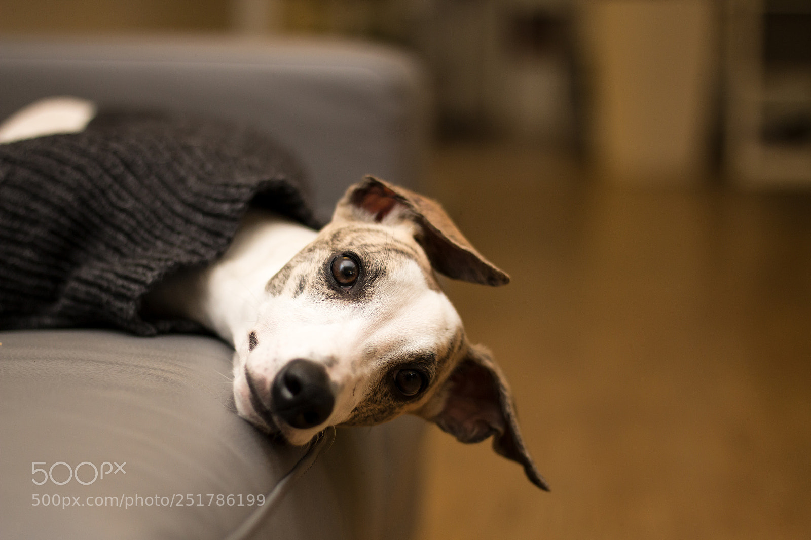 Canon EOS 70D sample photo. My ears photography