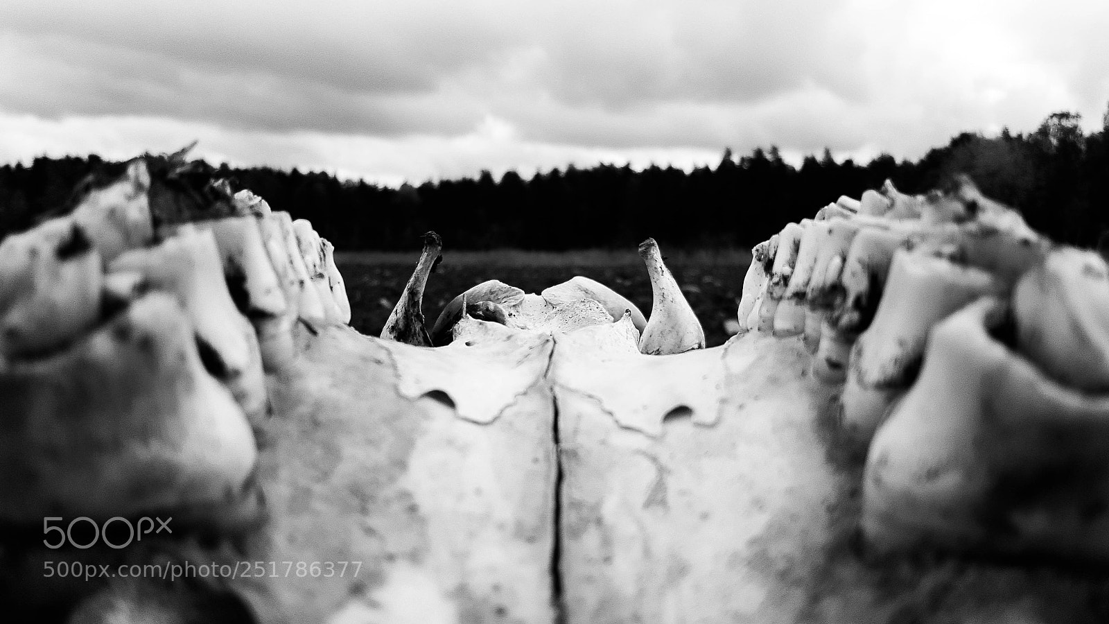 Samsung Galaxy S6 sample photo. Bull teeth photography