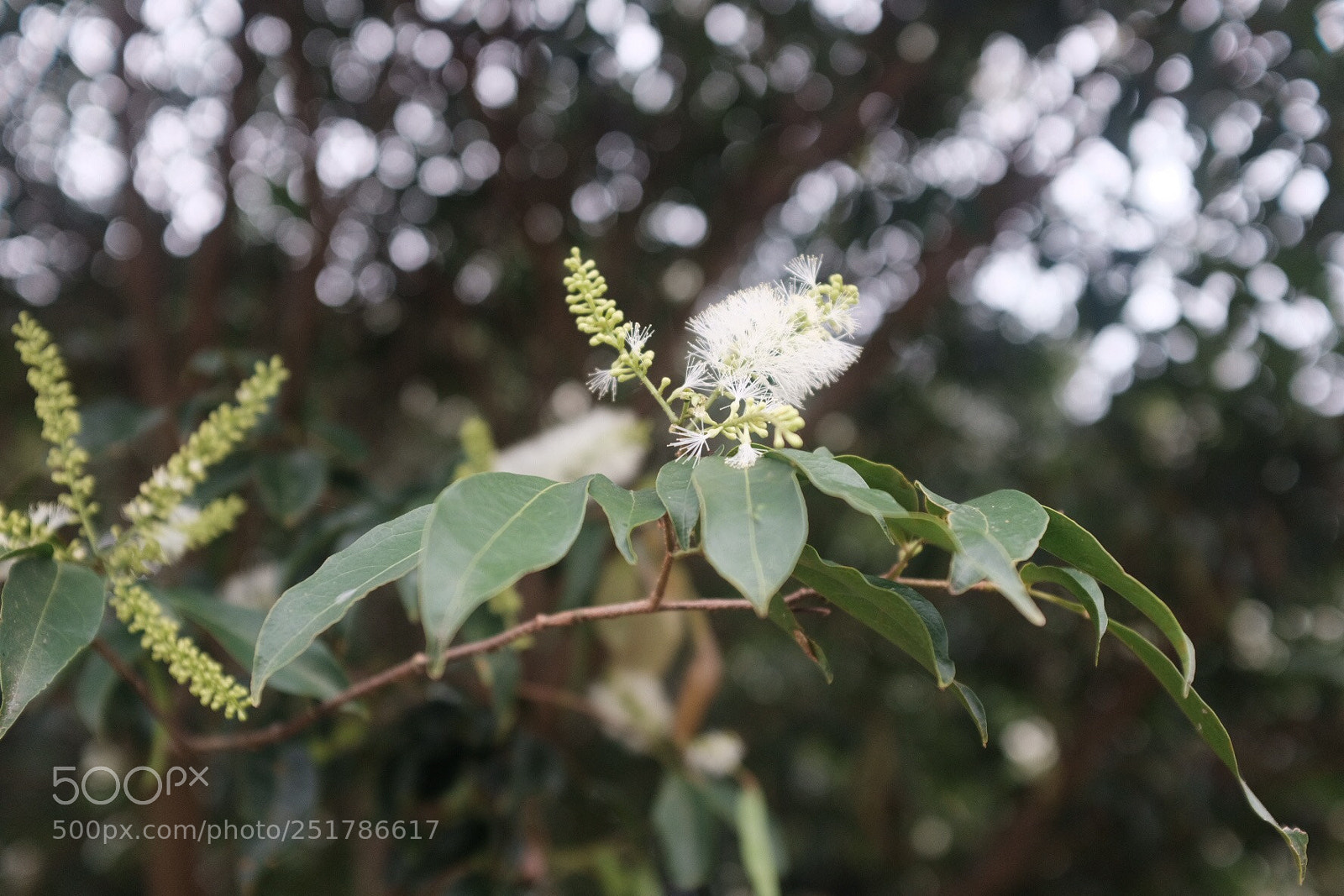 Fujifilm X100F sample photo. Untitled photography