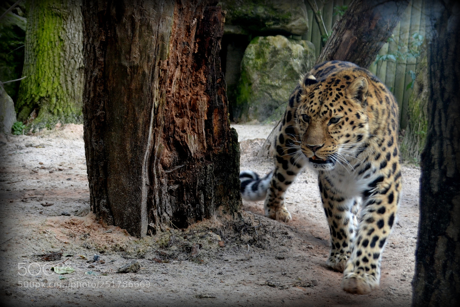 Nikon D3100 sample photo. Feline flattery photography