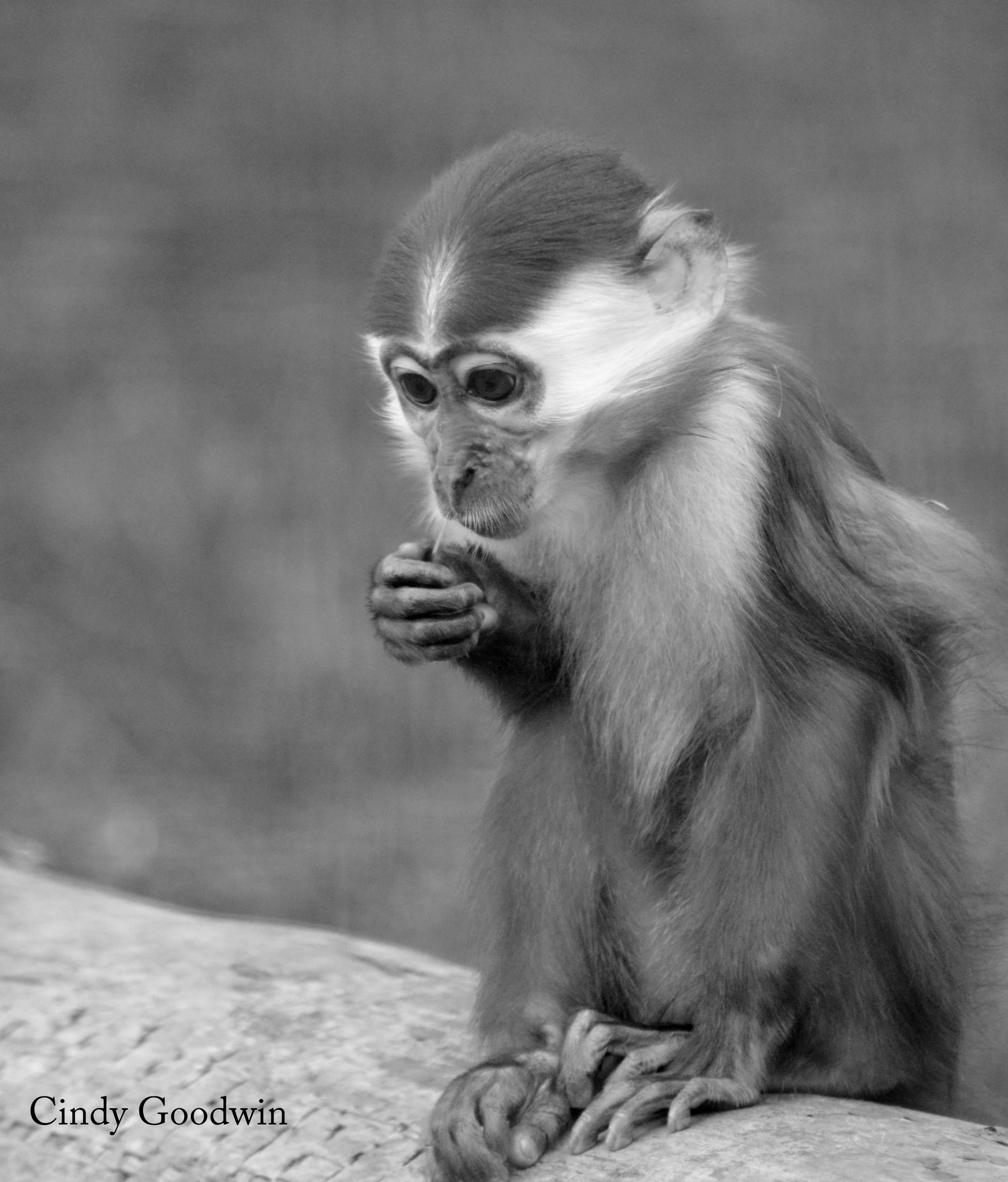 Nikon D3100 + Sigma 70-300mm F4-5.6 APO DG Macro sample photo. Young mangabey photography