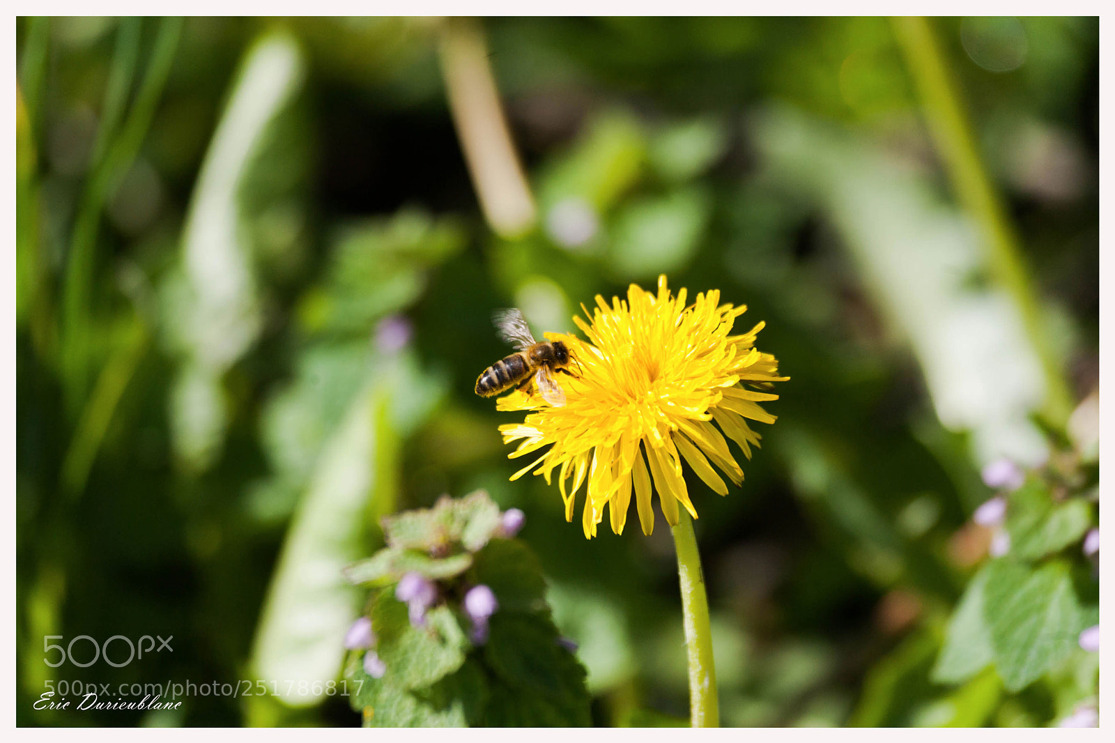 Canon EOS-1D Mark II sample photo. Untitled photography