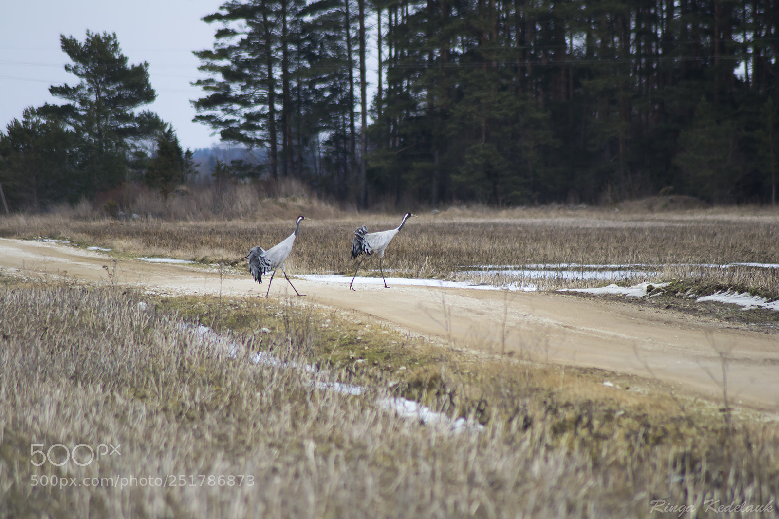 Nikon D3100 sample photo. Common crane photography