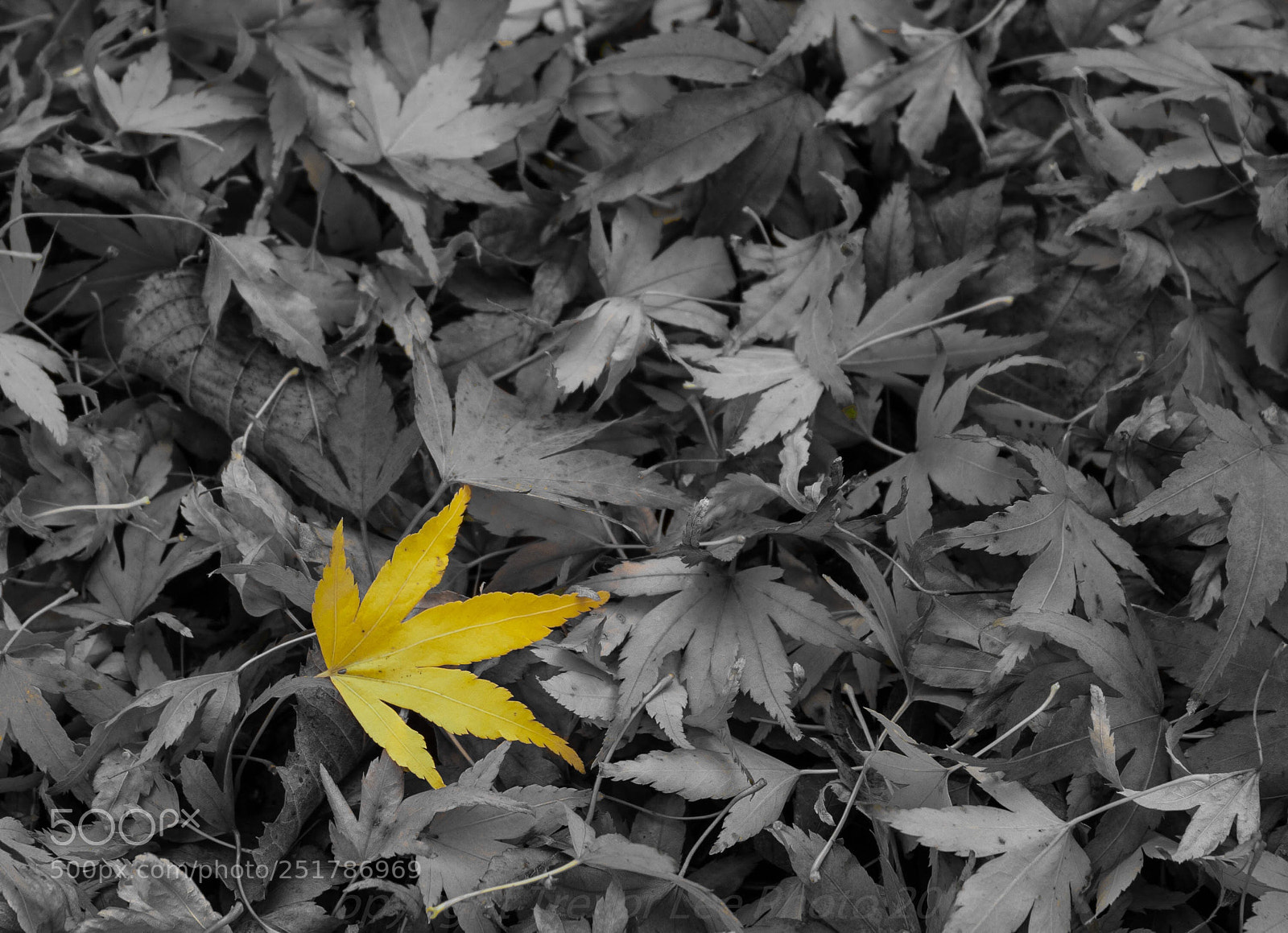 Canon EOS 40D sample photo. Autumn colour photography