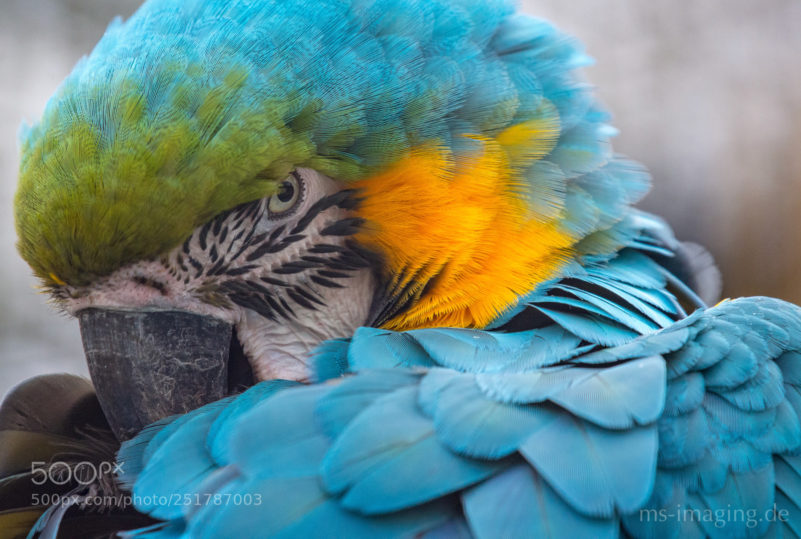 Nikon D610 sample photo. Parrot photography