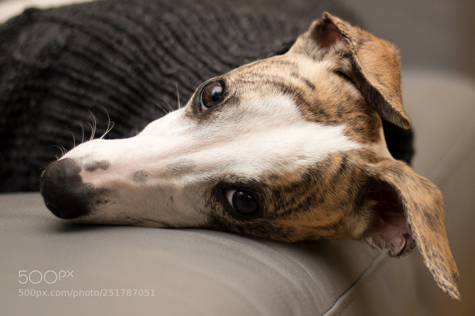Canon EOS 70D sample photo. Shy photography