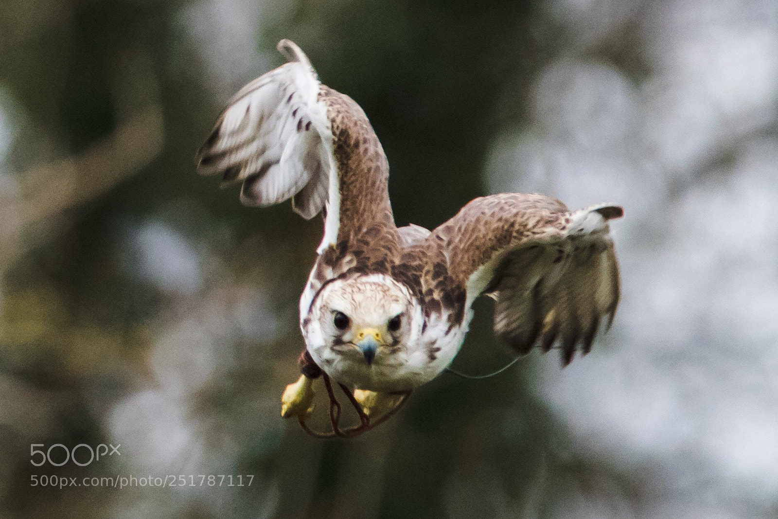 Canon EOS 1300D (EOS Rebel T6 / EOS Kiss X80) sample photo. Falcon in flight photography