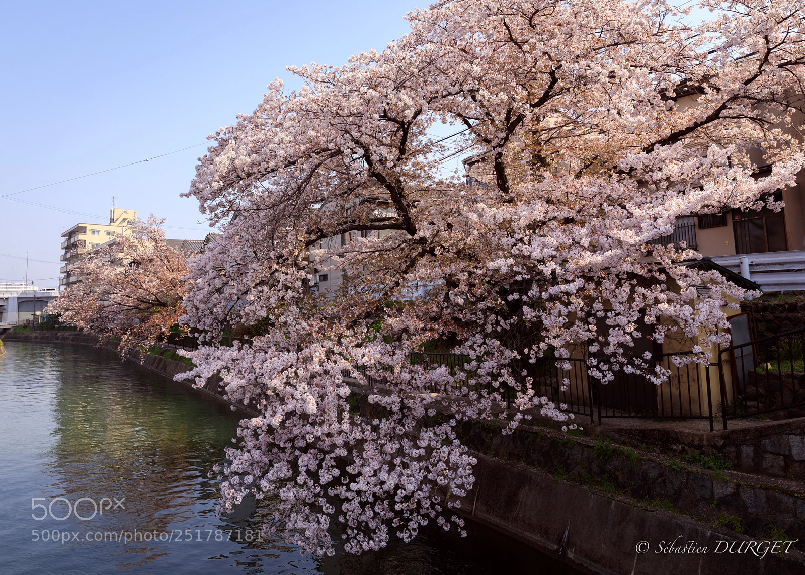 Canon EOS 5D Mark IV sample photo. Sakura on river photography