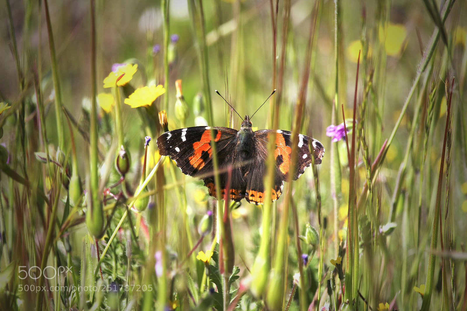 Canon EOS 700D (EOS Rebel T5i / EOS Kiss X7i) sample photo. Mariposa photography