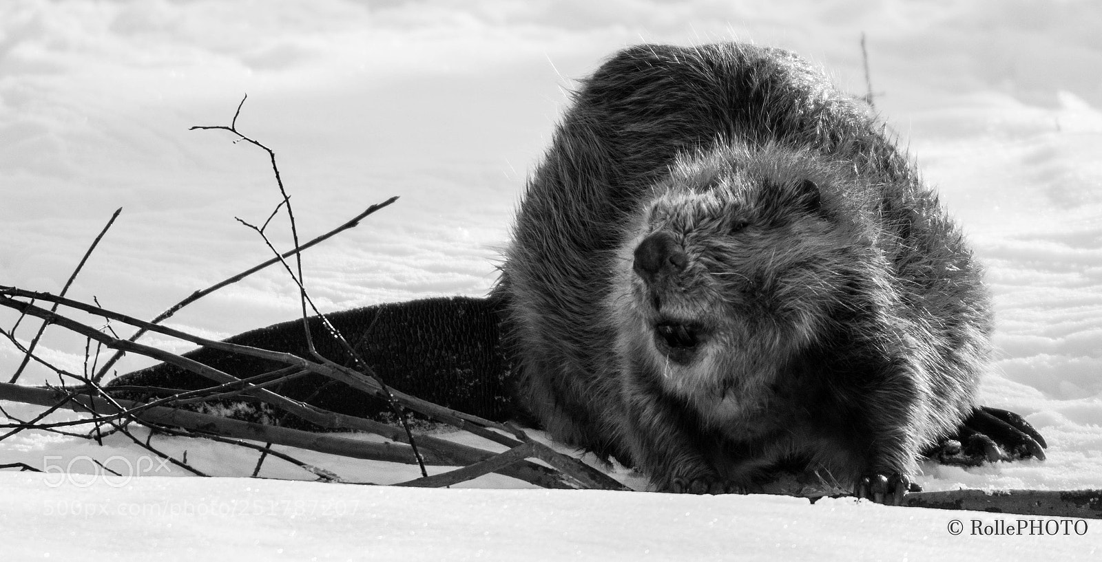 Nikon D7200 sample photo. Beaver photography