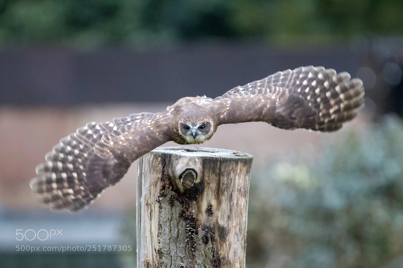 Canon EOS 1300D (EOS Rebel T6 / EOS Kiss X80) sample photo. Boobook owl in flight photography