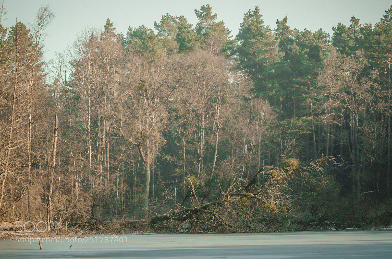 Nikon D7000 sample photo. Tree photography