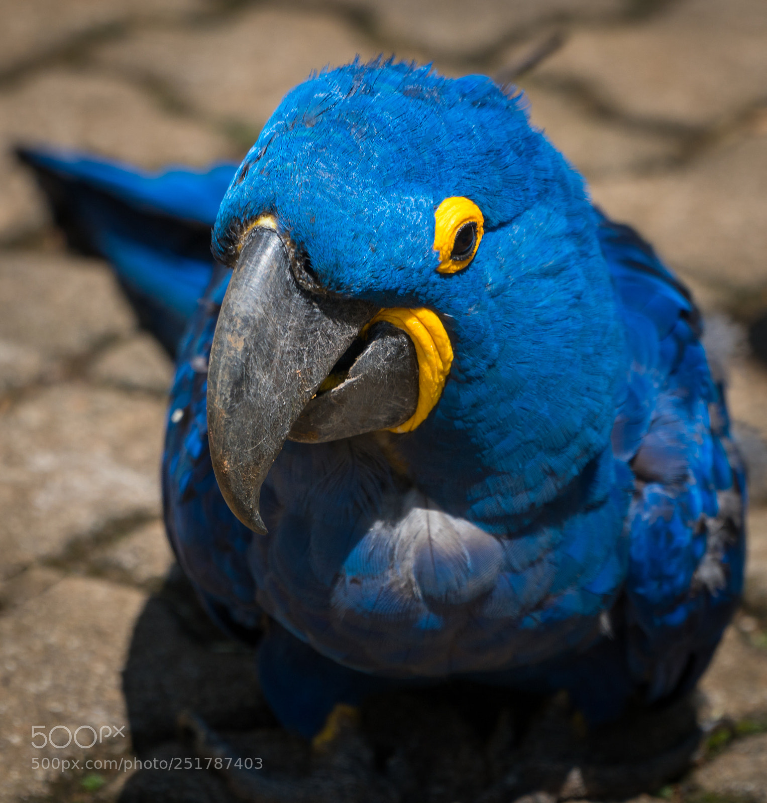 Sony a6300 sample photo. Close photography
