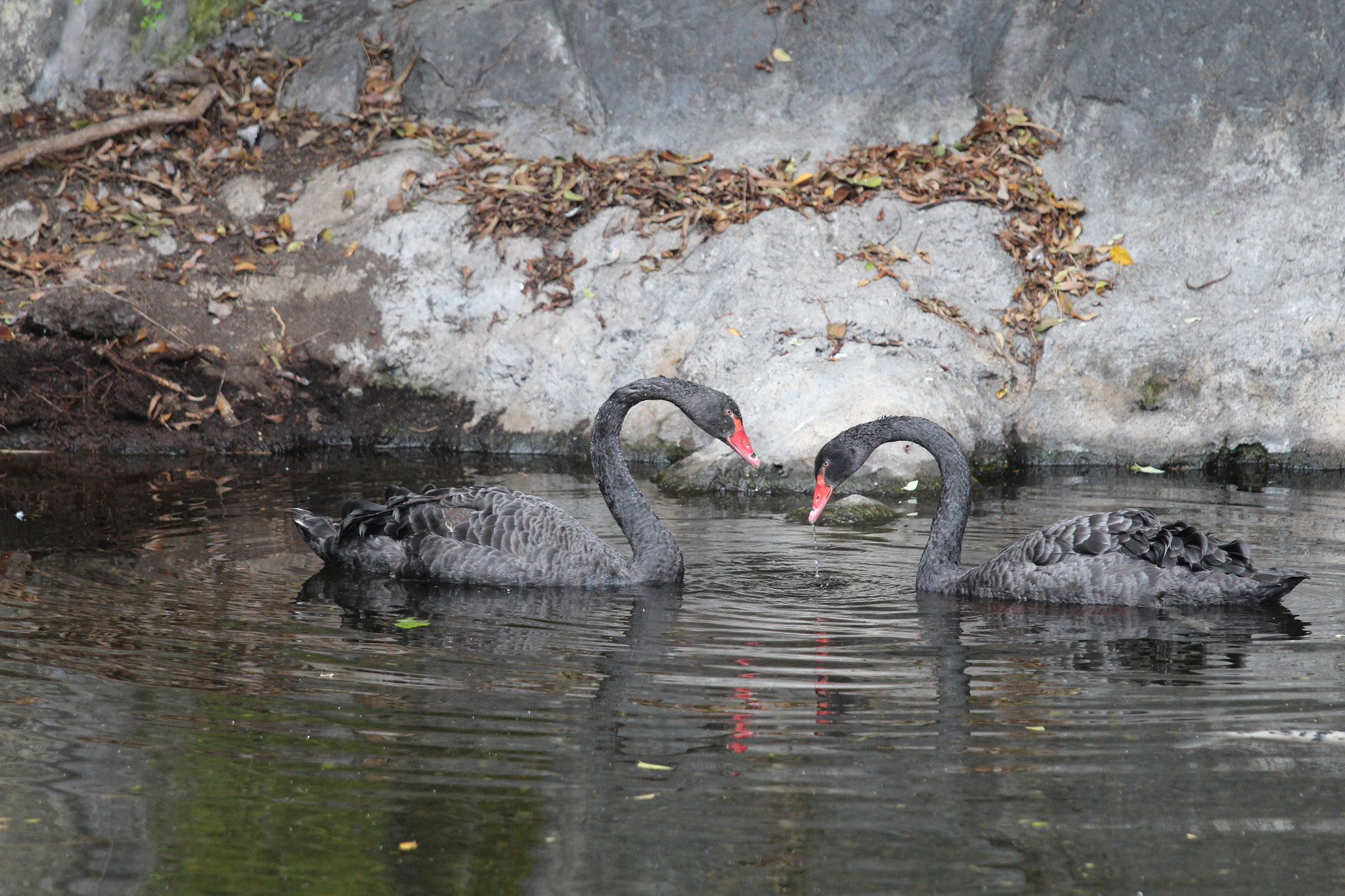 Canon EOS 650D (EOS Rebel T4i / EOS Kiss X6i) + Canon EF 70-200mm F4L IS USM sample photo. Black swans photography