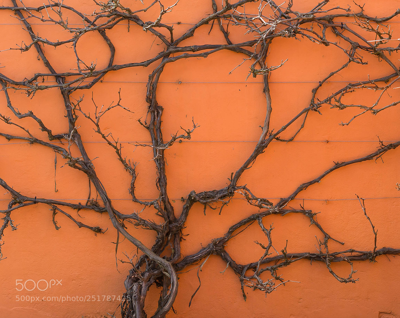 Nikon D7100 sample photo. Tied on a wire photography