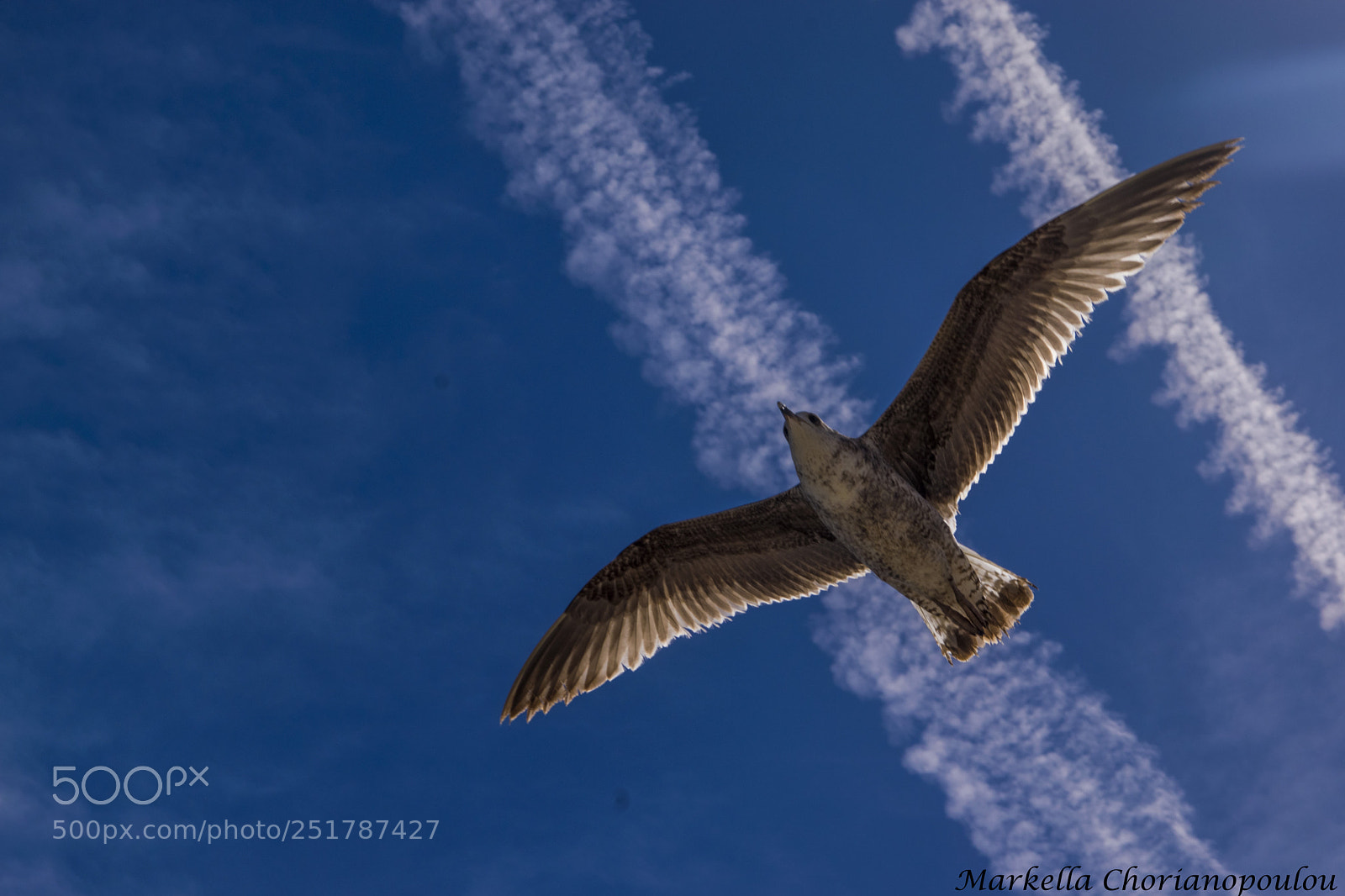 Nikon D3300 sample photo. Seagulls photography