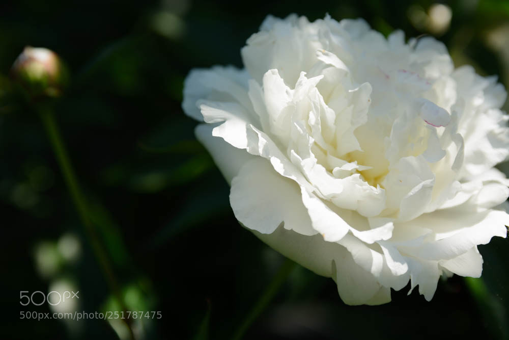 Nikon D7100 sample photo. Pretty peony petals photography