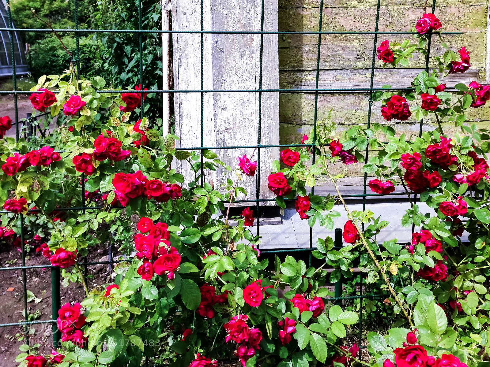 Apple iPhone 5 sample photo. Blooming rose bush photography