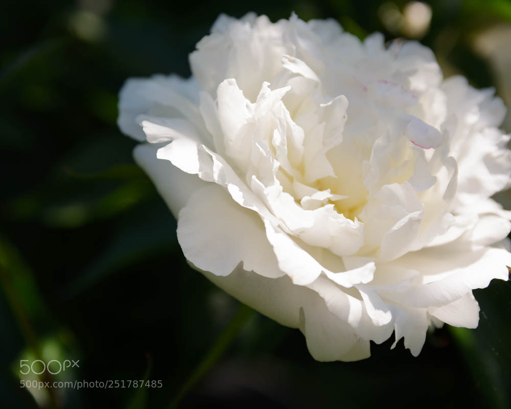 Nikon D7100 sample photo. Pretty peony petals photography