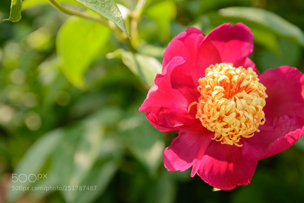 Nikon D7100 sample photo. Surprising rose photography