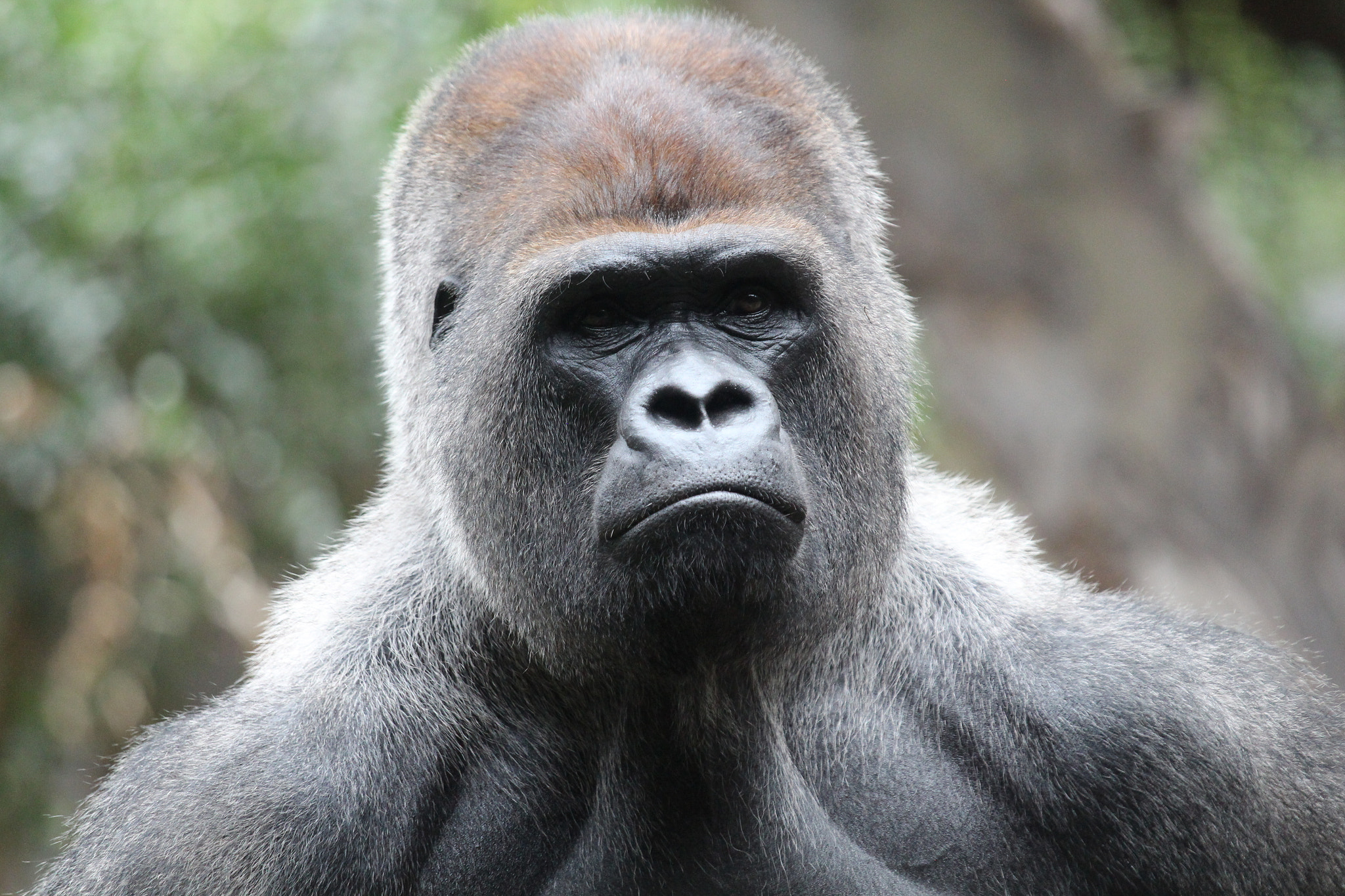 Canon EOS 650D (EOS Rebel T4i / EOS Kiss X6i) sample photo. Gorilla photography