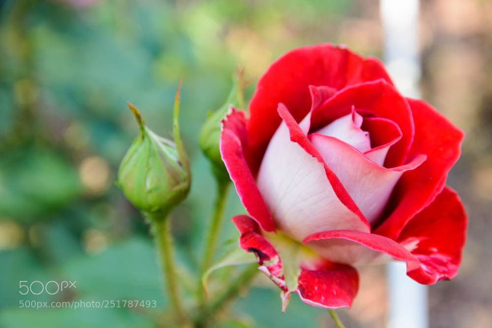 Nikon D7100 sample photo. Look at those curves! photography