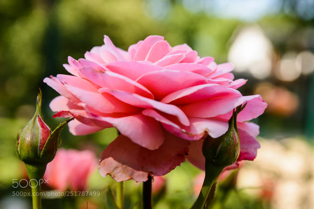 Nikon D7100 sample photo. A new perspective on photography