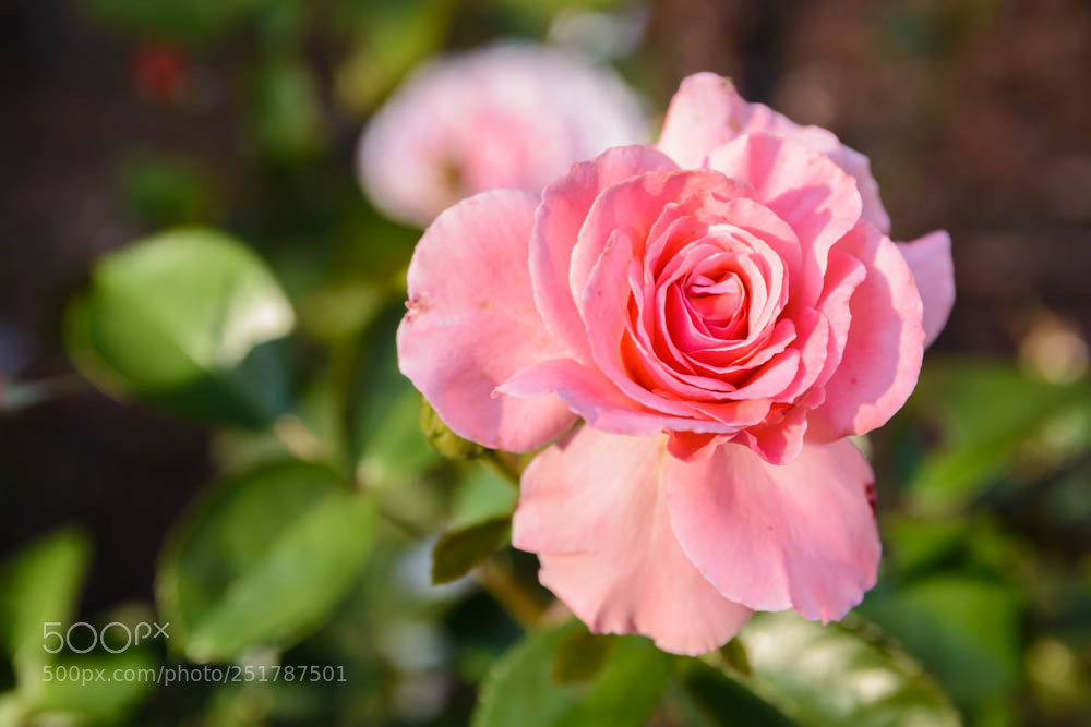 Nikon D7100 sample photo. Rosy classic photography