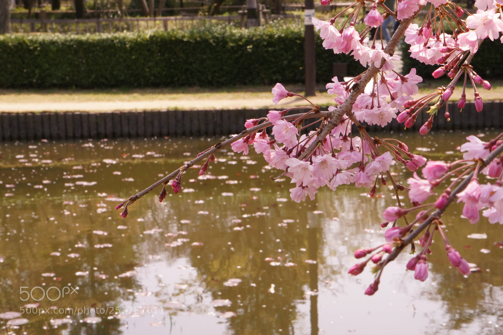 Sony a6000 sample photo. Cherry blossom photography