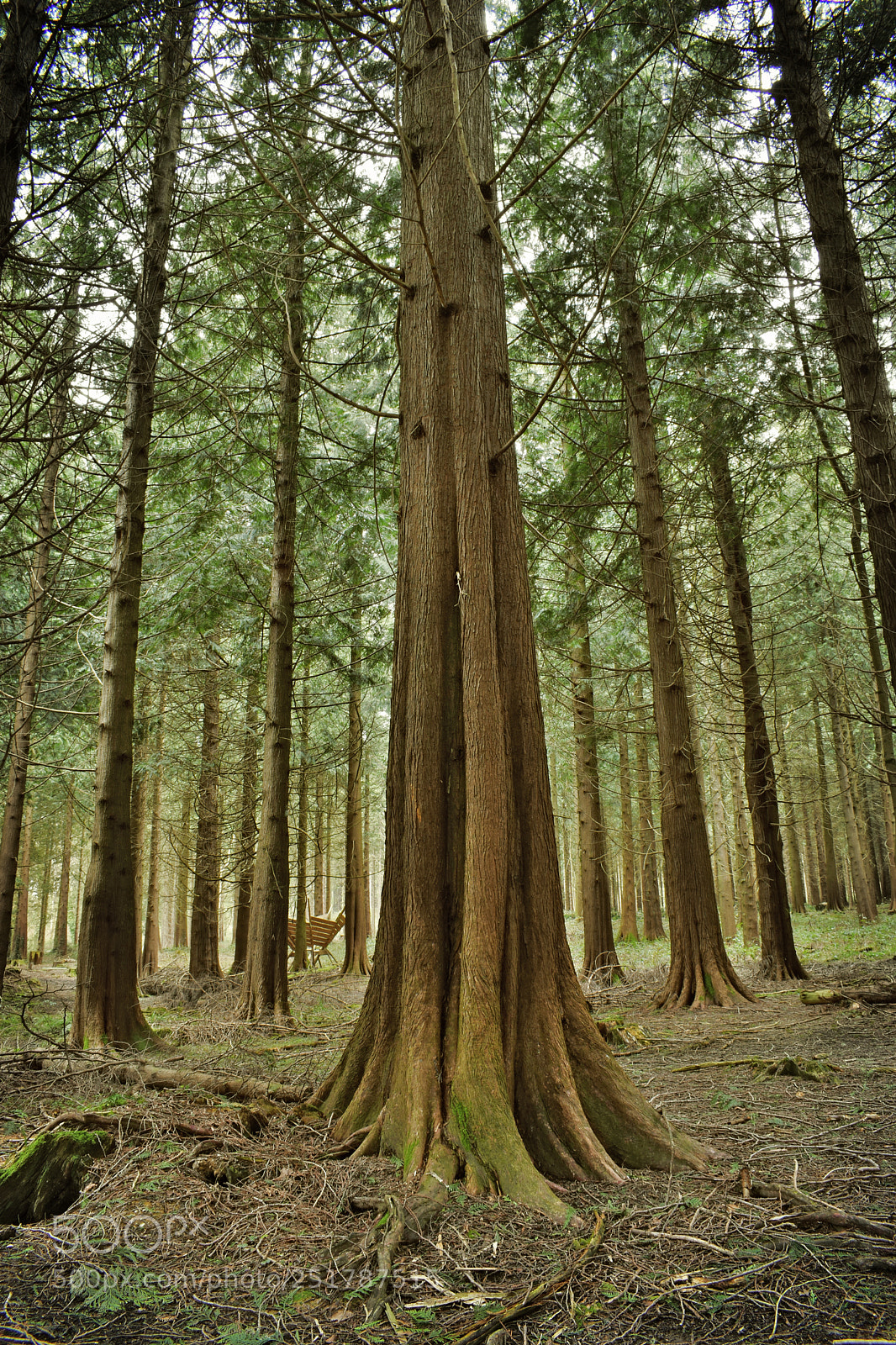 Nikon D5600 sample photo. Tall trunk photography