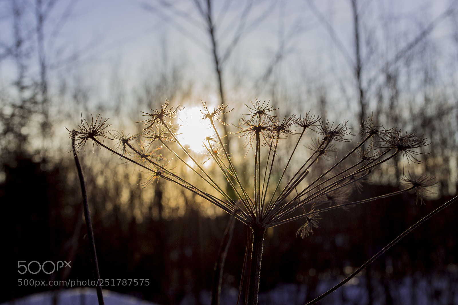 Nikon D3100 sample photo. Солнце поймано photography