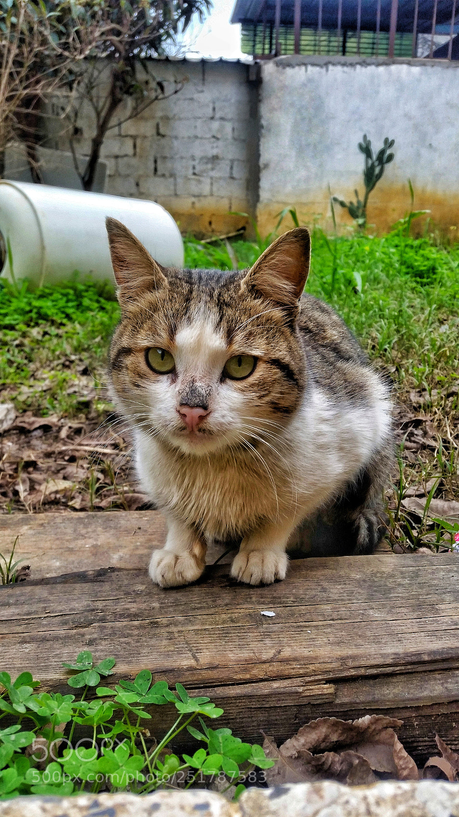 Samsung Galaxy S5 sample photo. Street cat photography