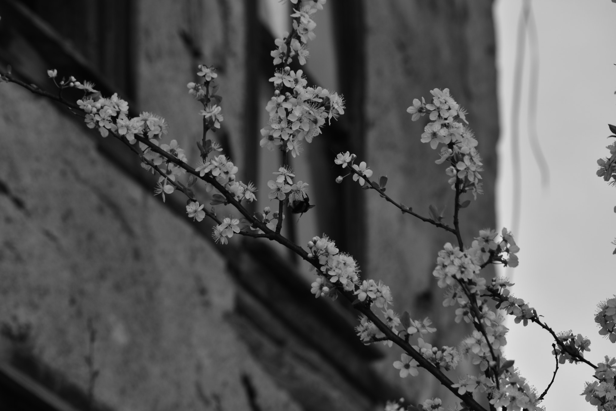 Nikon D7200 sample photo. Baharın gelişi photography