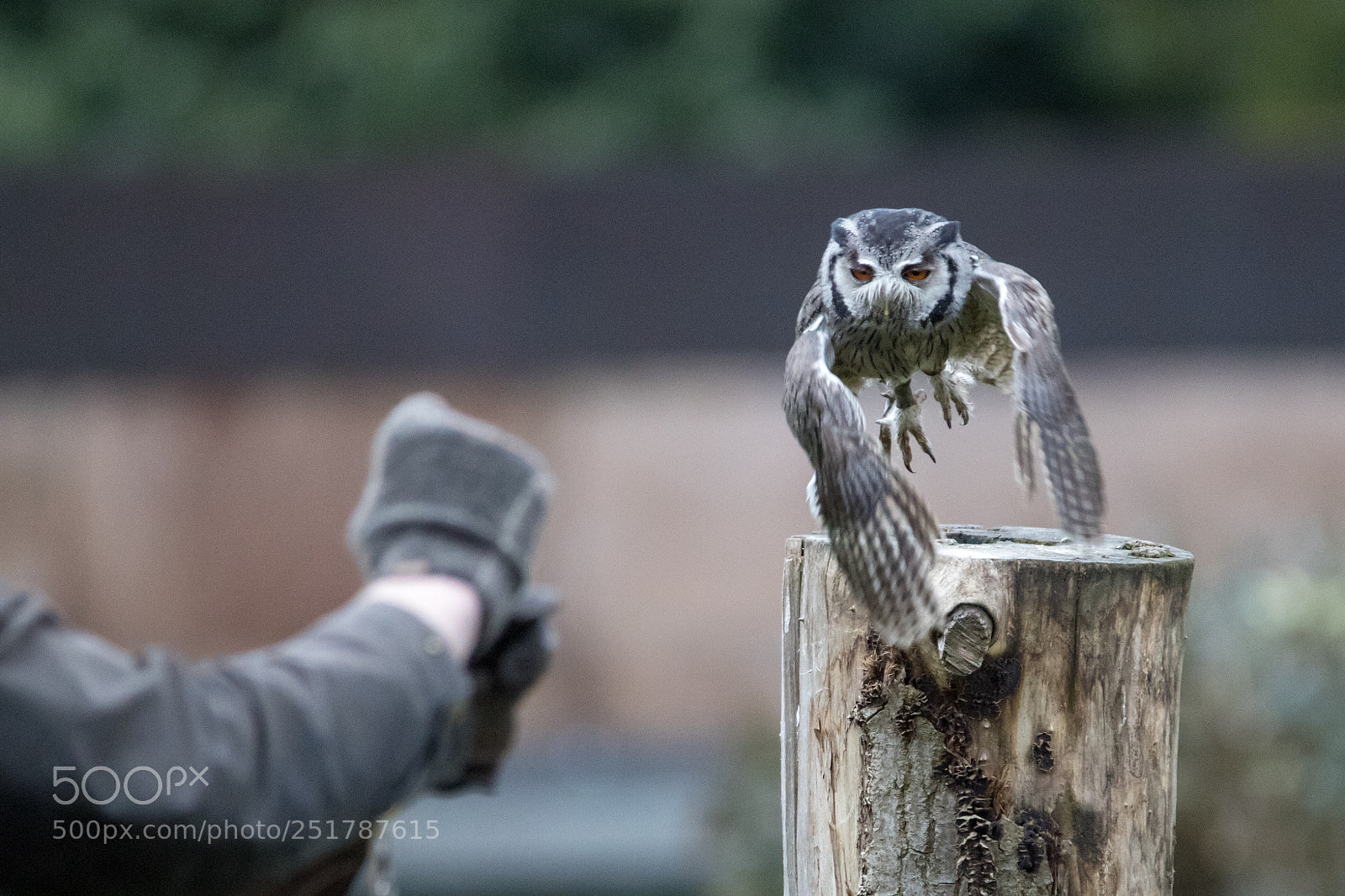 Canon EOS 1300D (EOS Rebel T6 / EOS Kiss X80) sample photo. Grey owl taking off photography