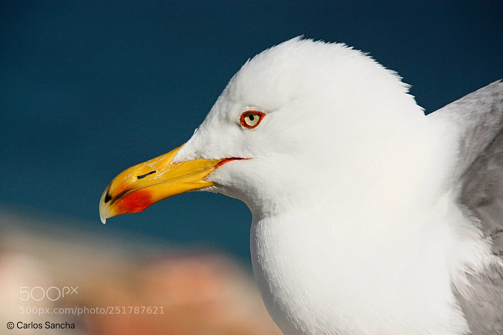 Canon EOS 450D (EOS Rebel XSi / EOS Kiss X2) sample photo. Larus argentatus photography