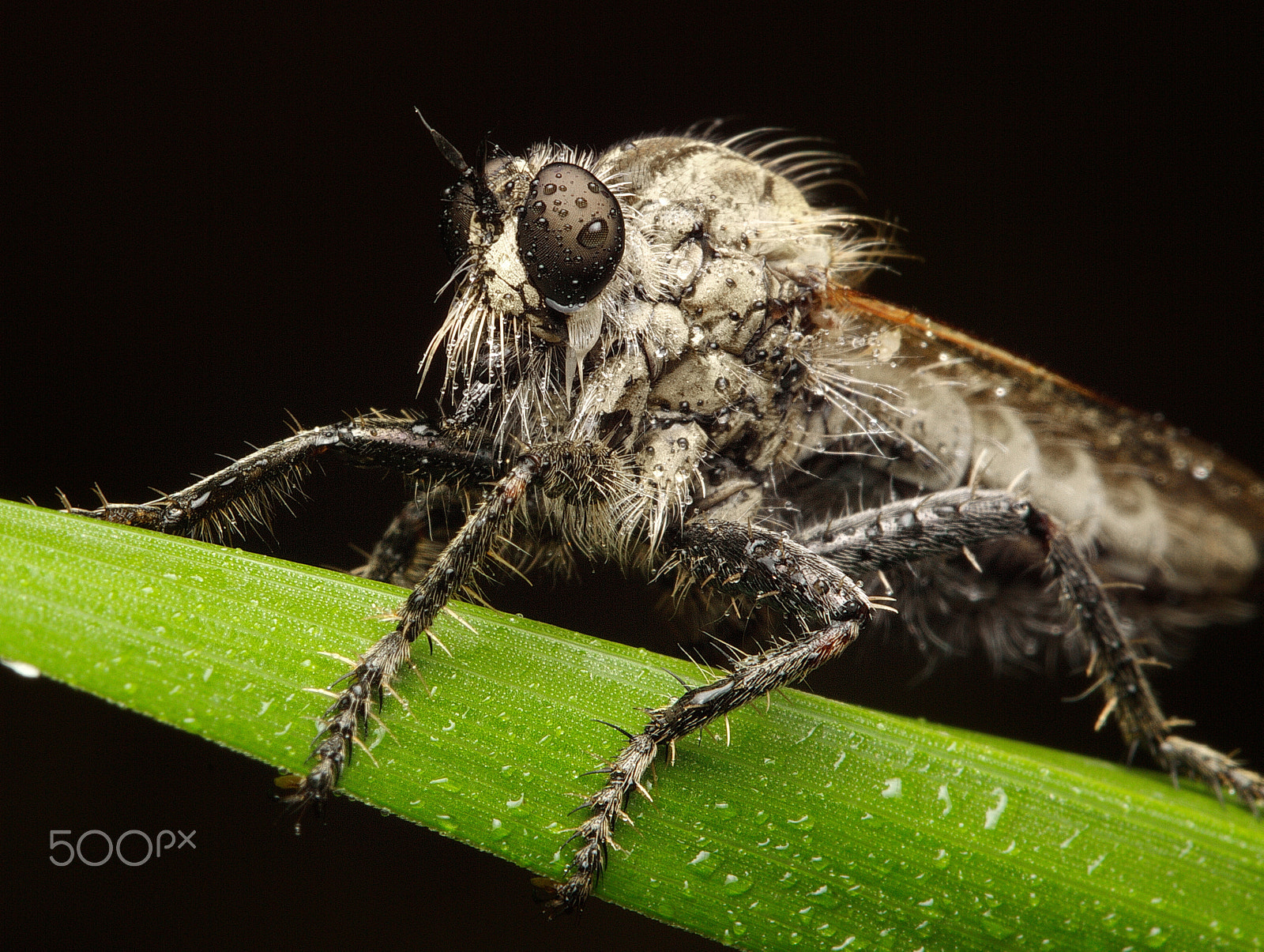 Canon EOS 7D + Canon EF 100mm F2.8L Macro IS USM sample photo. Robber fly photography