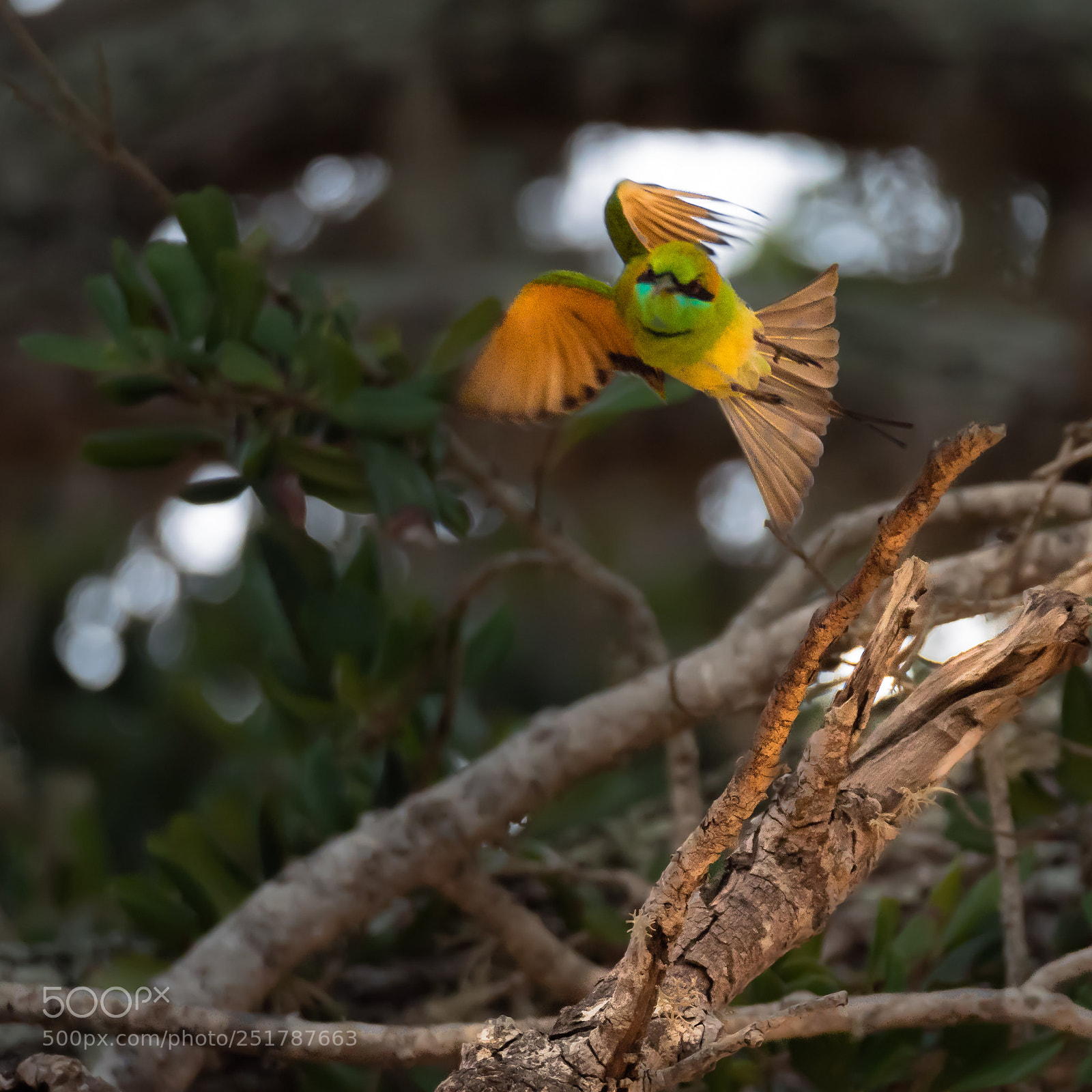 Panasonic Lumix DC-G9 sample photo. Bee-eater photography