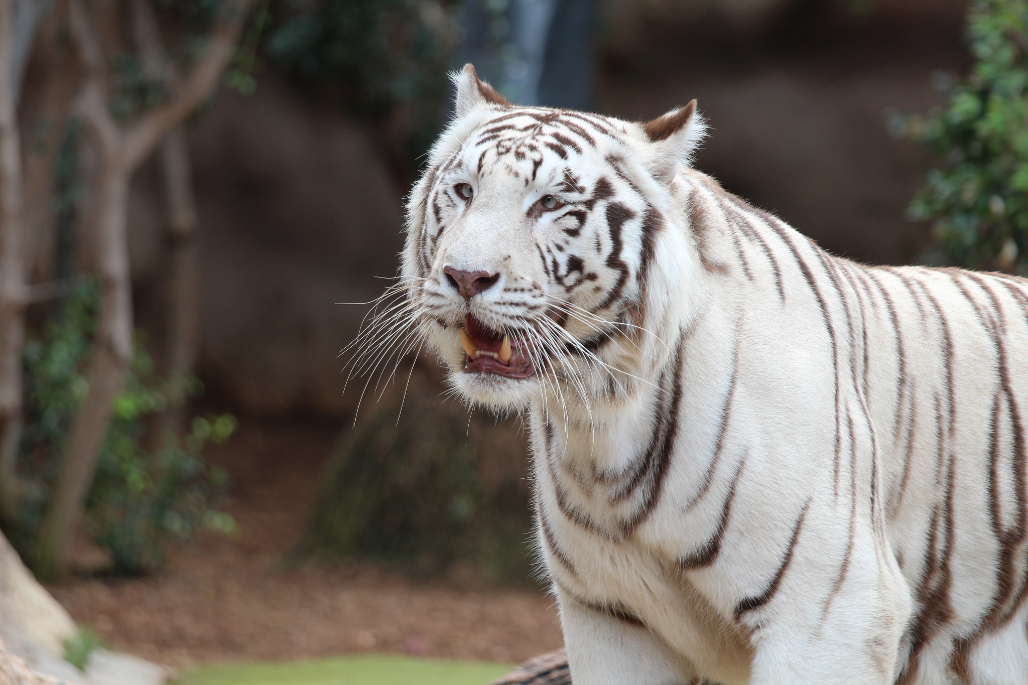 Canon EOS 650D (EOS Rebel T4i / EOS Kiss X6i) + Canon EF 70-200mm F4L IS USM sample photo. White tiger photography