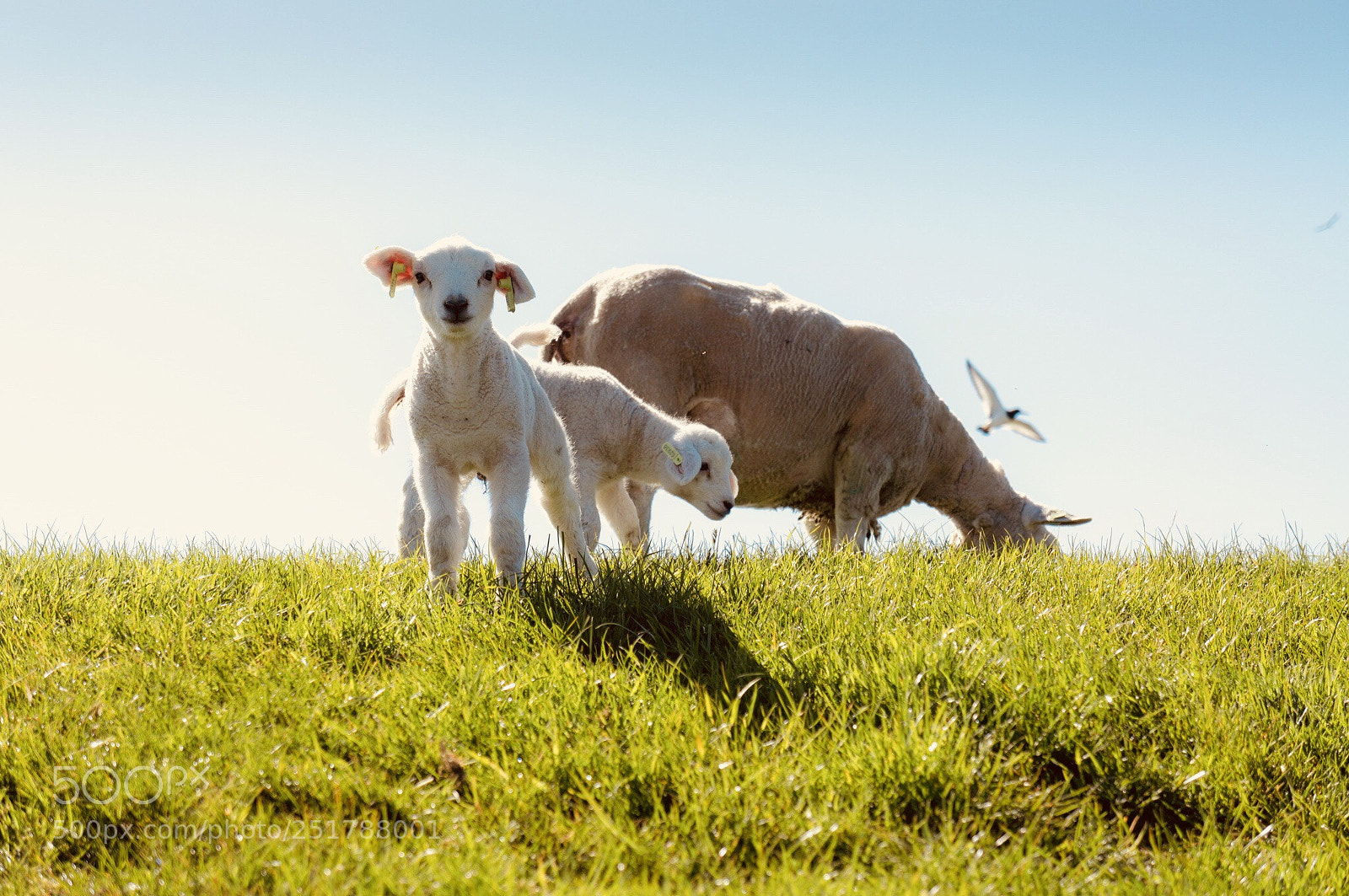 Sony Alpha NEX-5N sample photo. Sheep on the hill photography