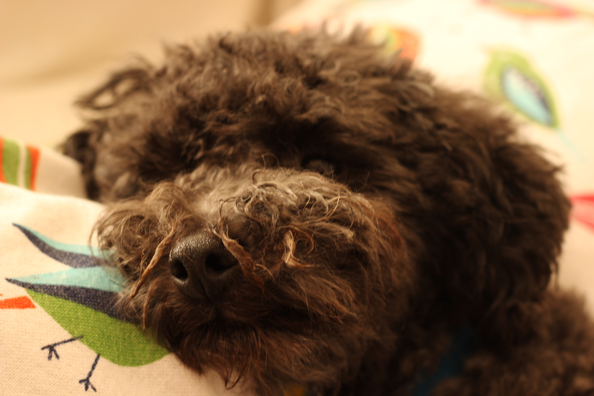 Canon EOS 600D (Rebel EOS T3i / EOS Kiss X5) sample photo. Rafa photography