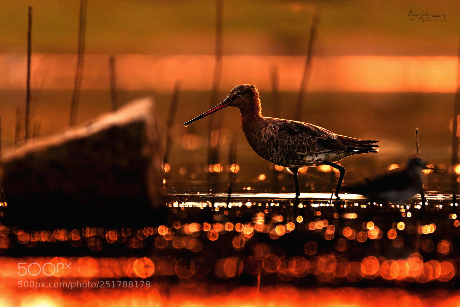 Nikon D810 sample photo. Black tailed godwit photography