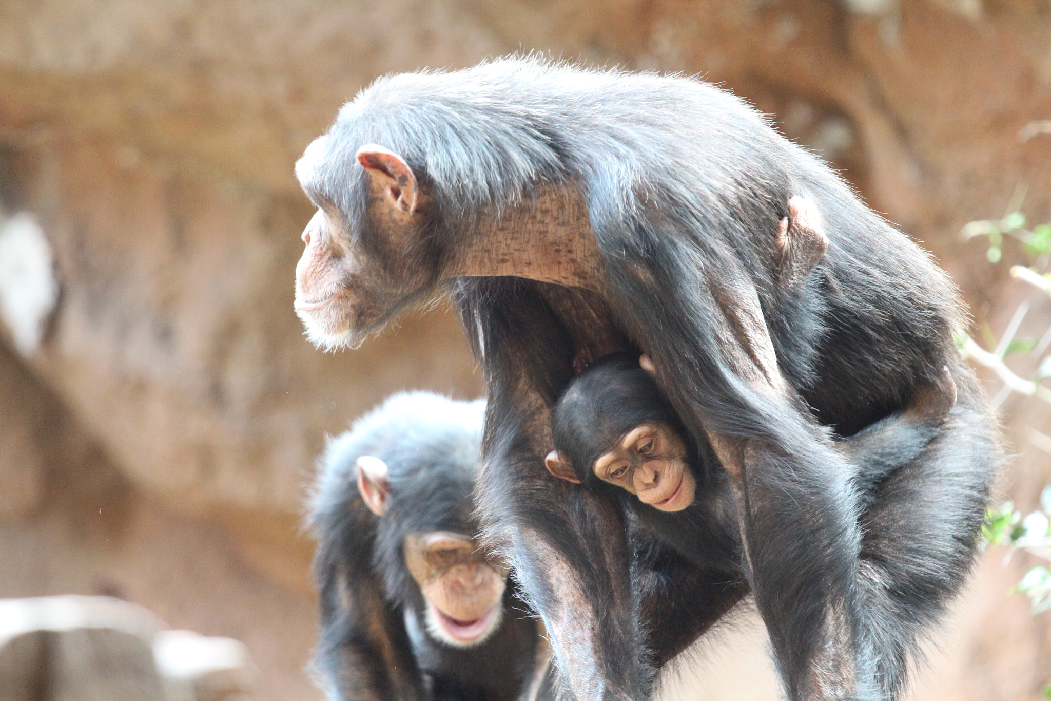 Canon EOS 650D (EOS Rebel T4i / EOS Kiss X6i) sample photo. Chimpansees photography