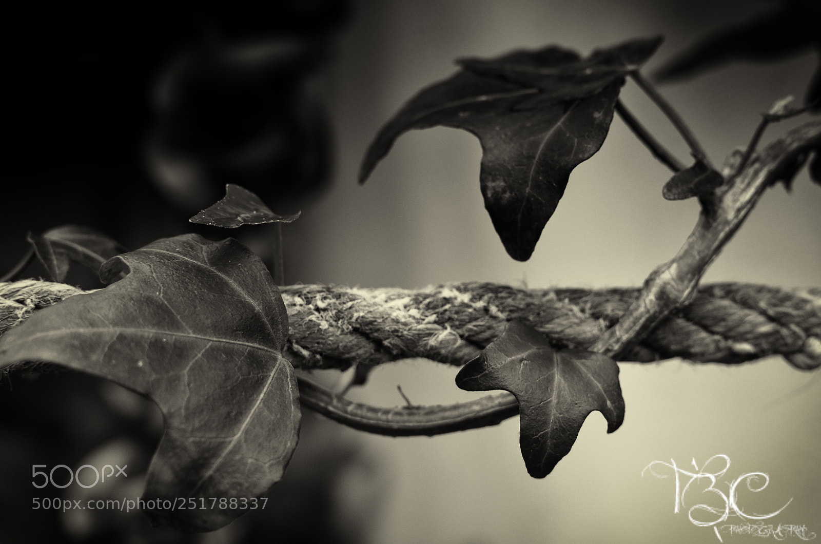 Nikon D5100 sample photo. Hiedra... photography