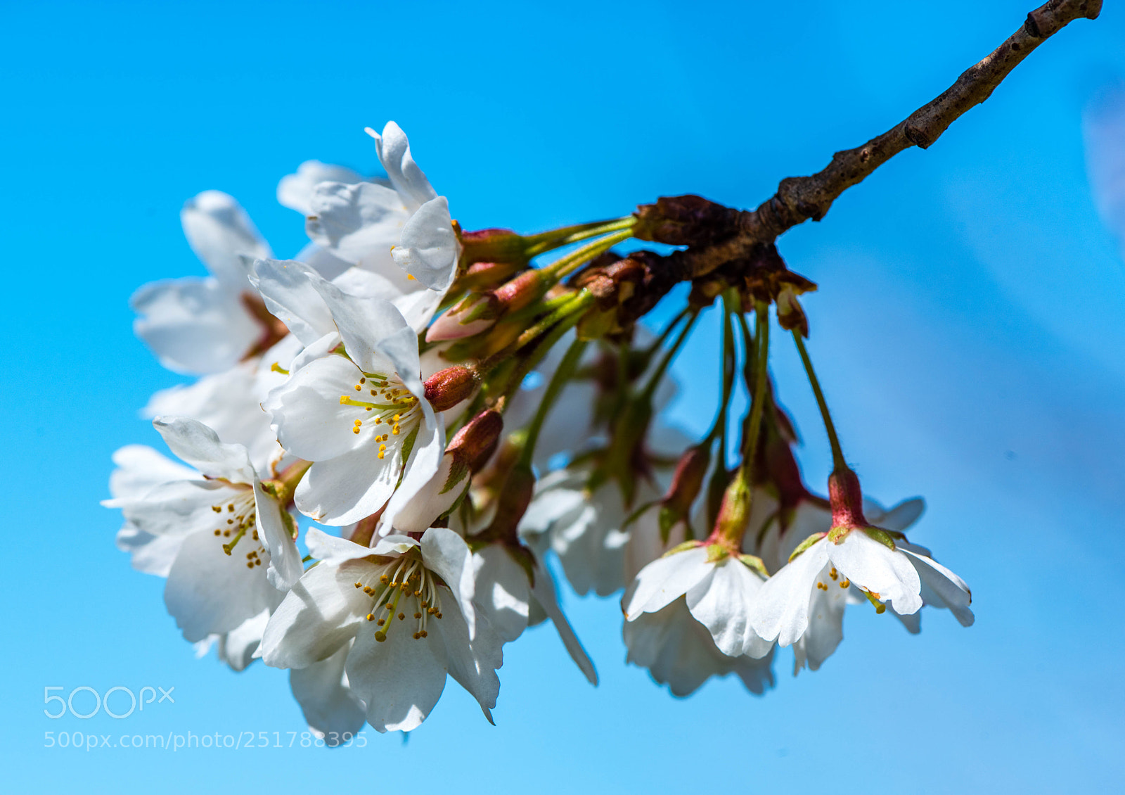 Nikon D800 sample photo. Cherry flowers photography