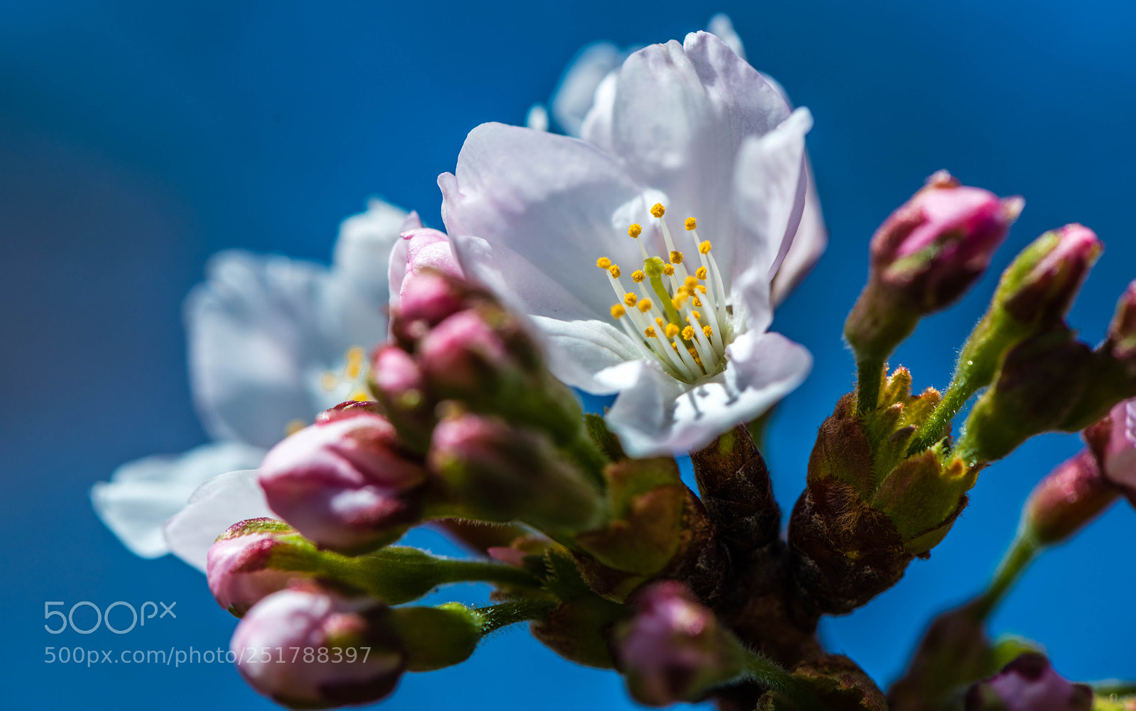 Nikon D800 sample photo. Early blossoming photography