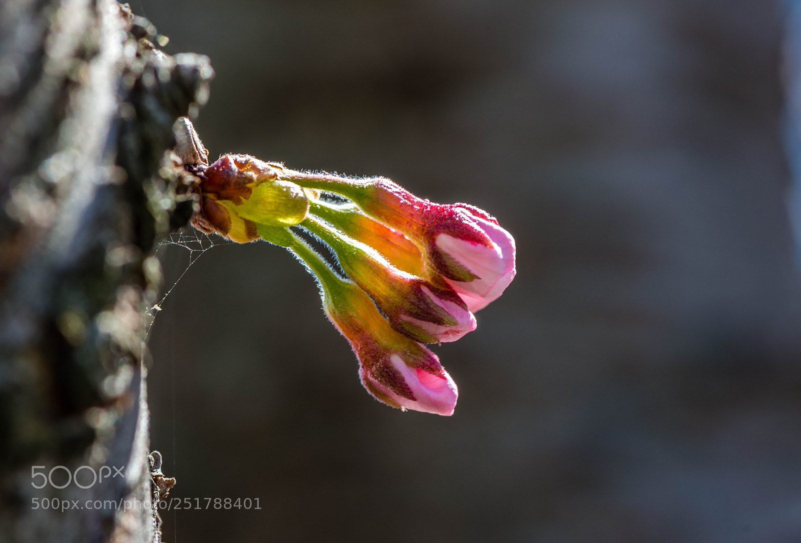 Nikon D800 sample photo. Blooming bud photography