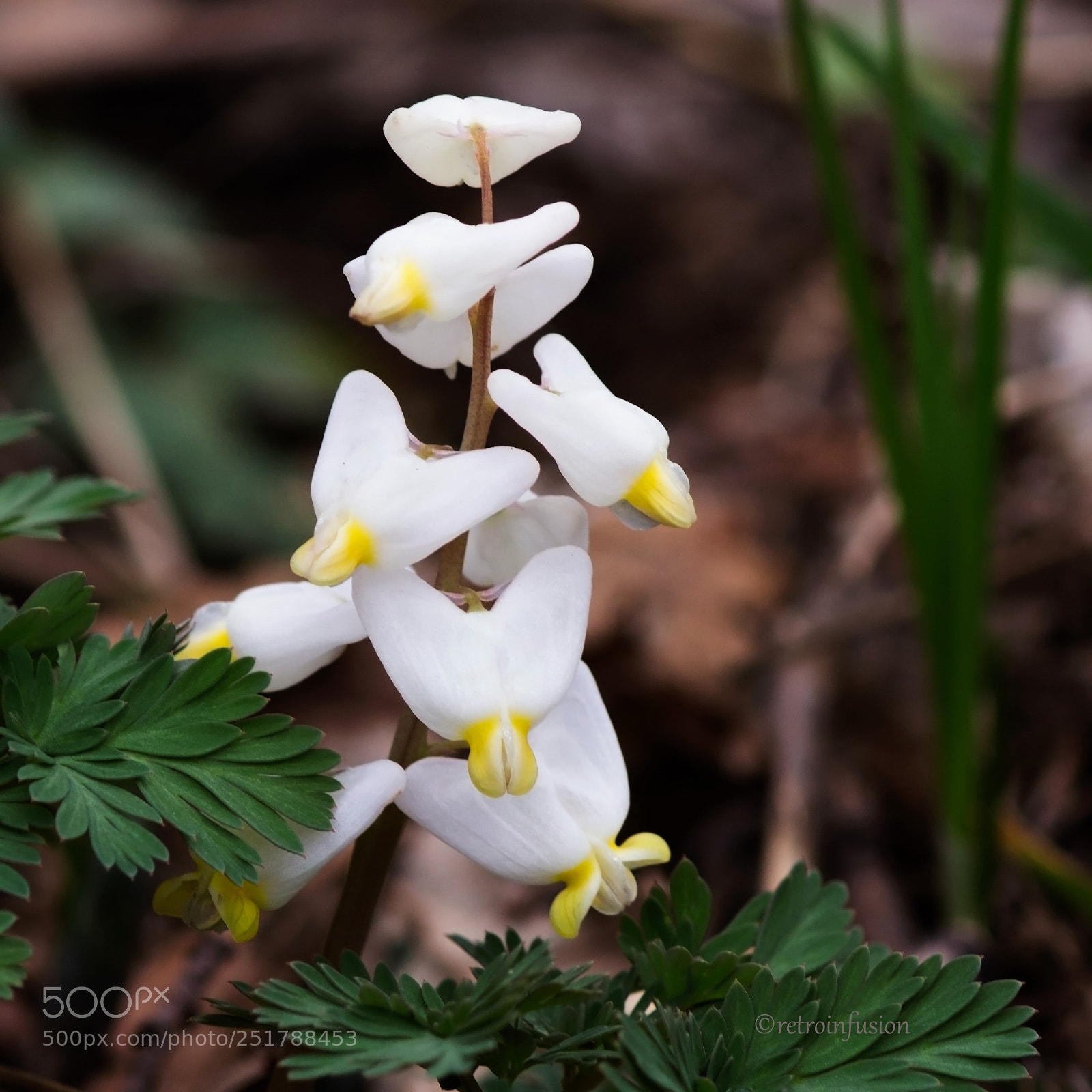 Canon EOS 100D (EOS Rebel SL1 / EOS Kiss X7) sample photo. Dutchman's breeches - apologies photography