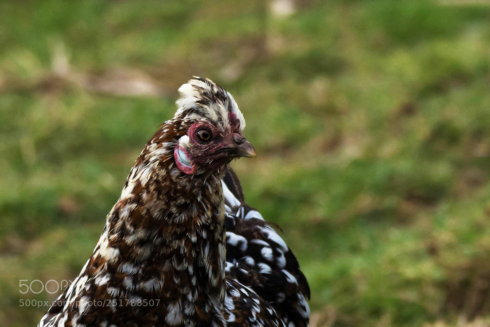 Nikon D7200 sample photo. An hen in her photography