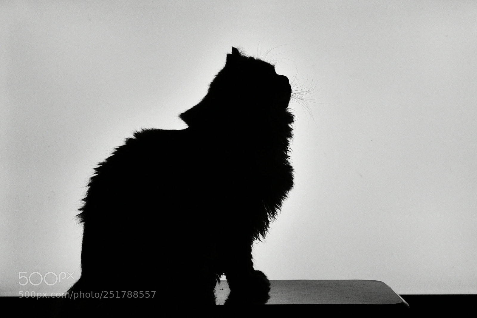 Nikon D750 + Nikon AF-S Nikkor 50mm F1.8G sample photo. Time spent with cats photography